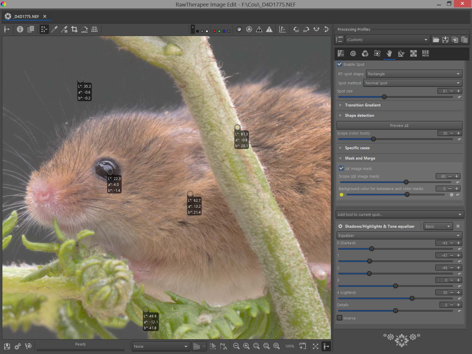 mulot_first.jpg mulot_first.jpg